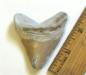 Pathologic Megalodon Shark Tooth